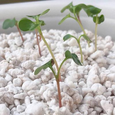 Concrete Aggregate Perlite Fireproof 