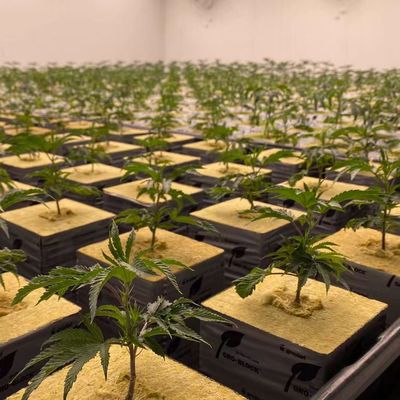 RockWool Cubes for Hydroponics